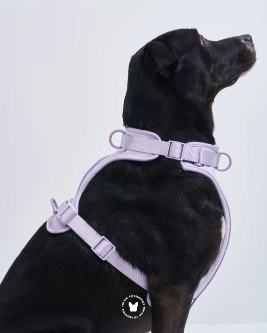 Kit de Paseo